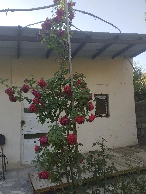 اجاره