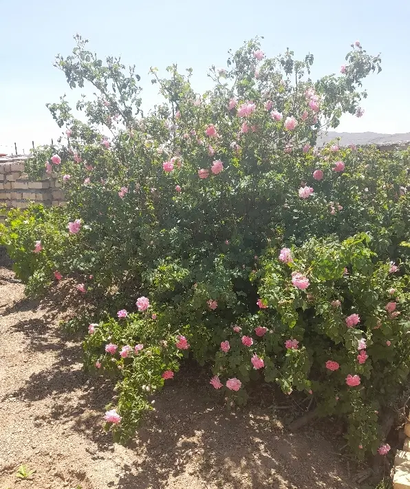 ساختمان نیمه کاره