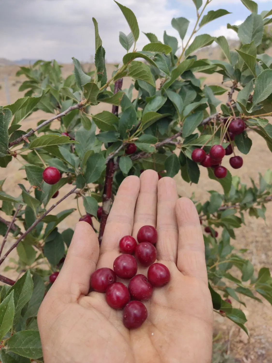 زمین حومه دماوند