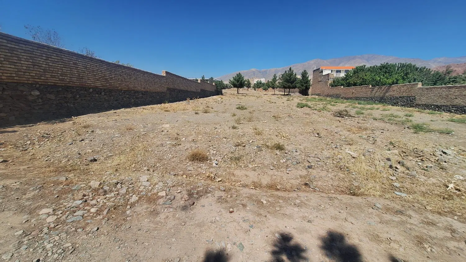 زمین خوش قواره کاج