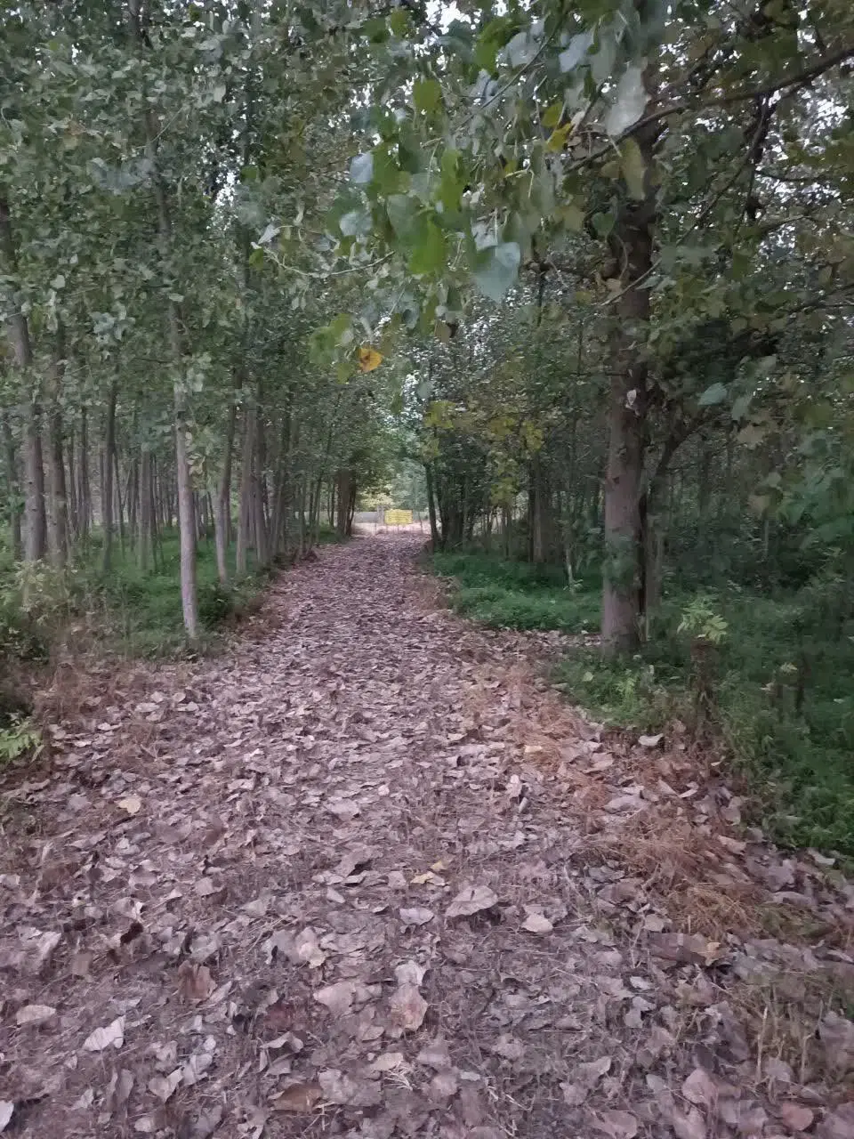 سیاه درویشان صومعه سرا معاوضه