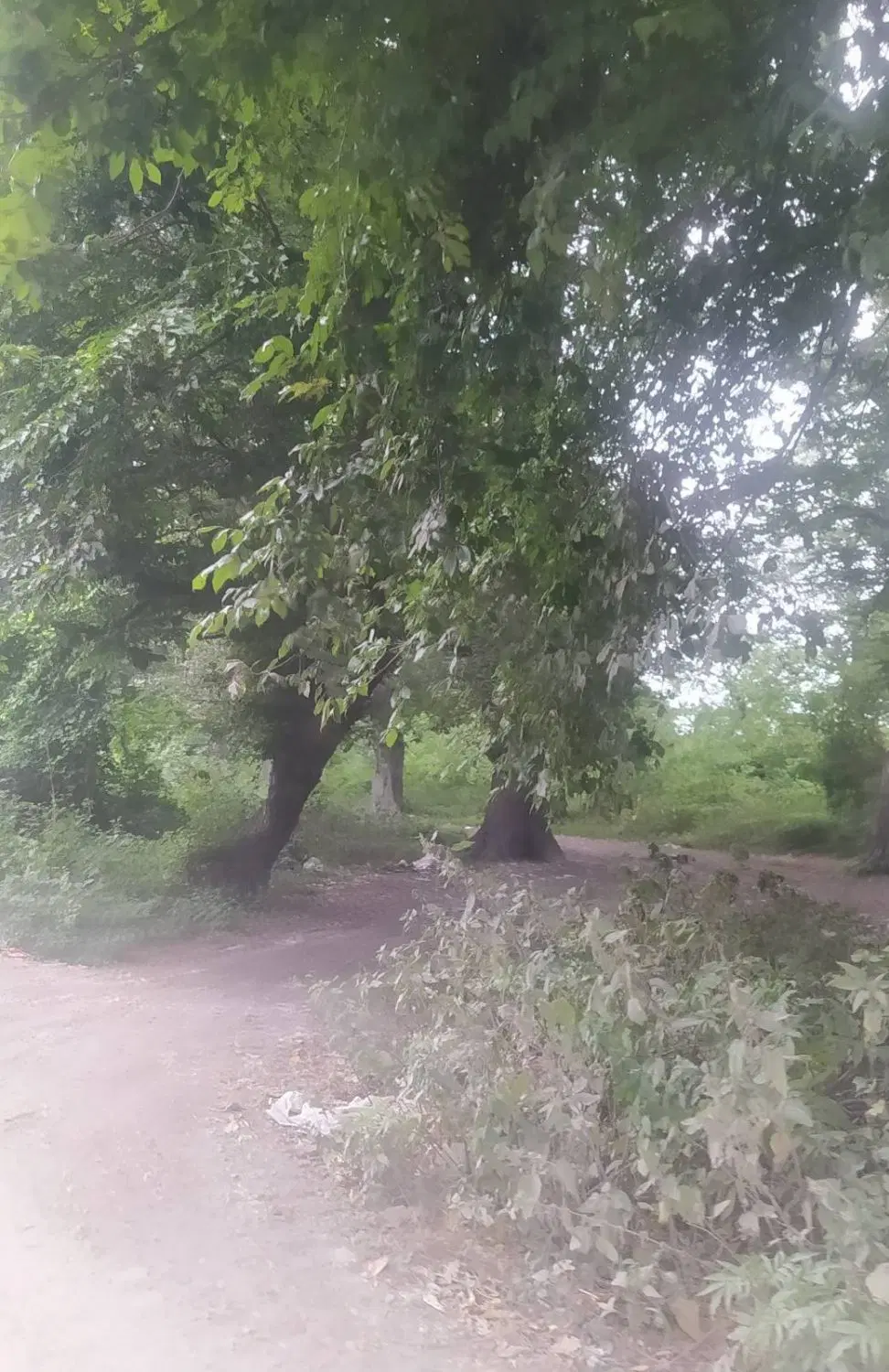 زمین جنگلی شهرکی باشرایط استثنایی فروش