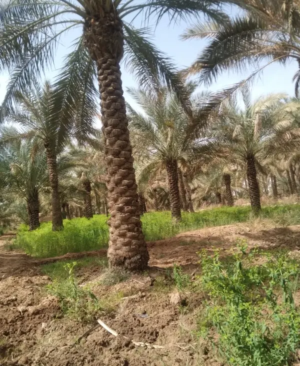 زمین کشاورزی