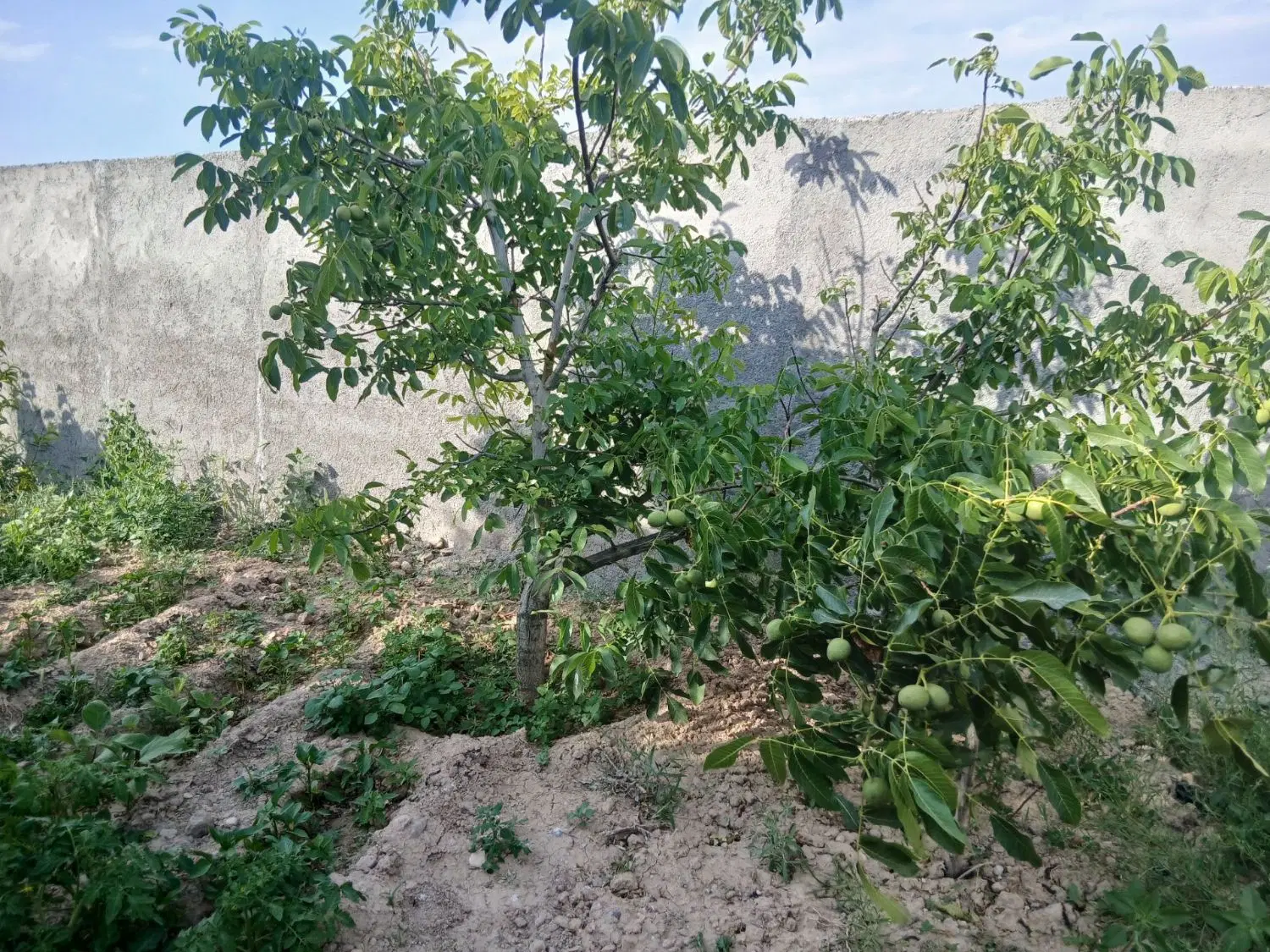 حیاط ویلایی