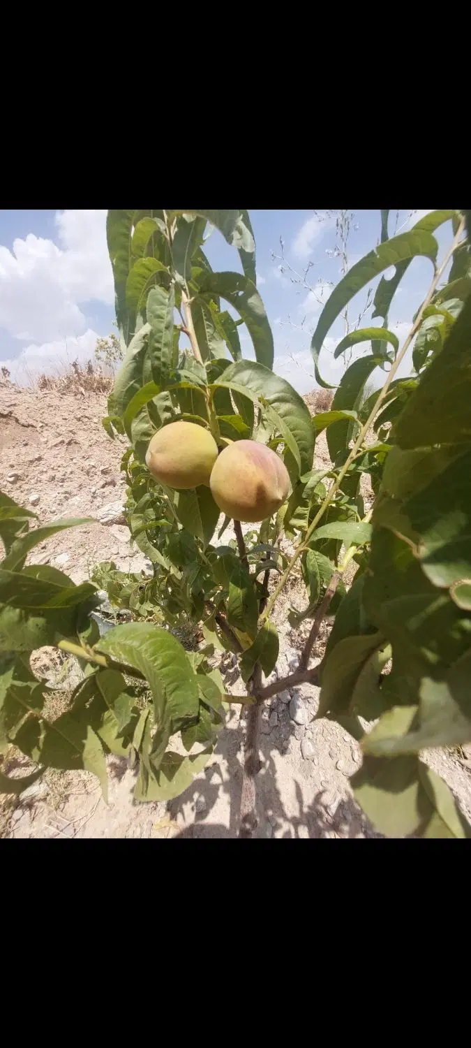 زمین ۳۶۰ متری