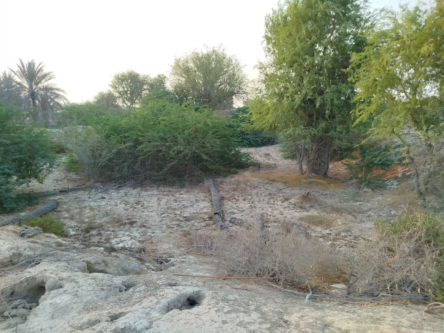 زمین کوشه کاروان