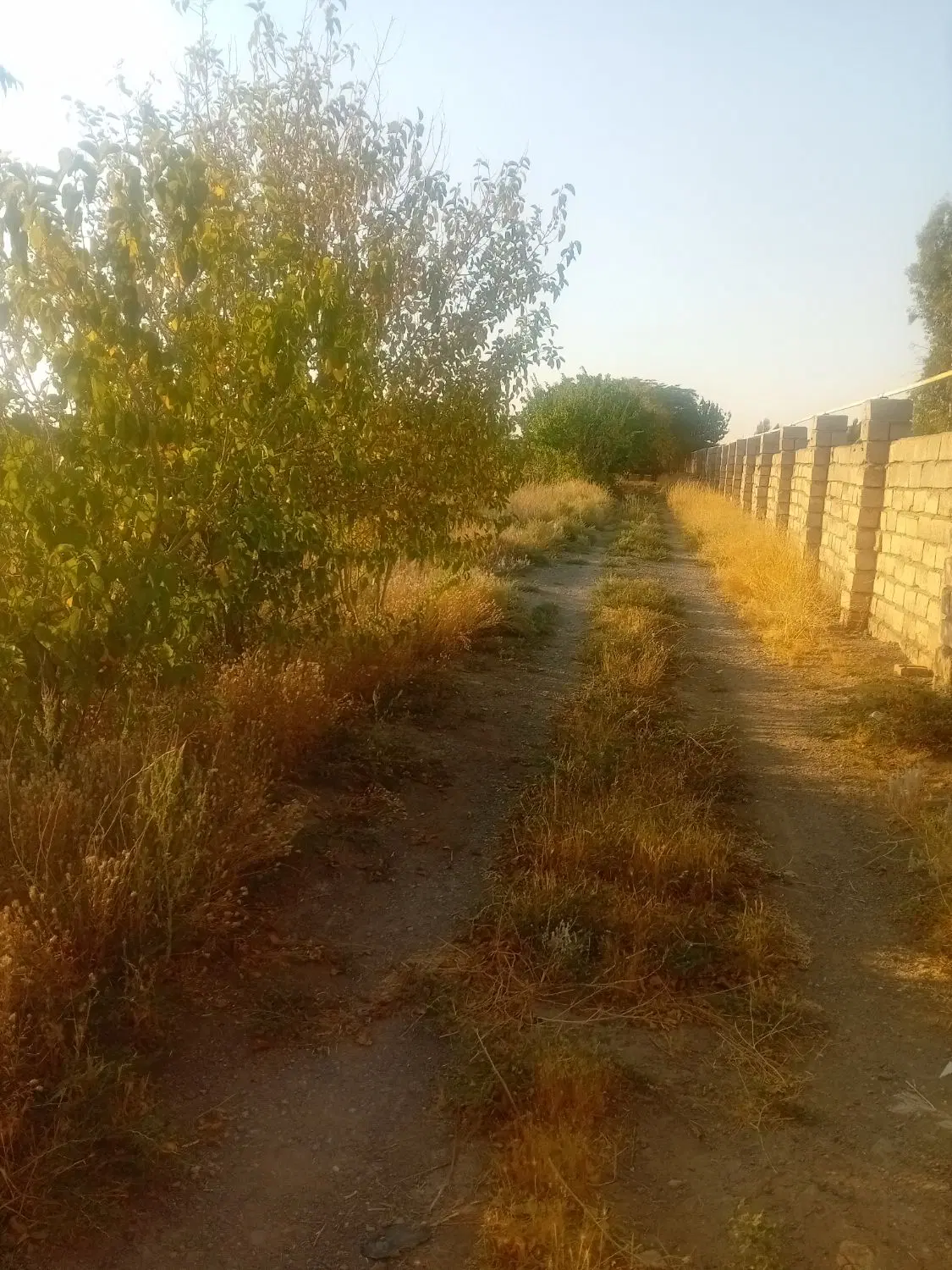 کهنشر لب جاده ۸۴ قصب  با خانه باغ و پروانه