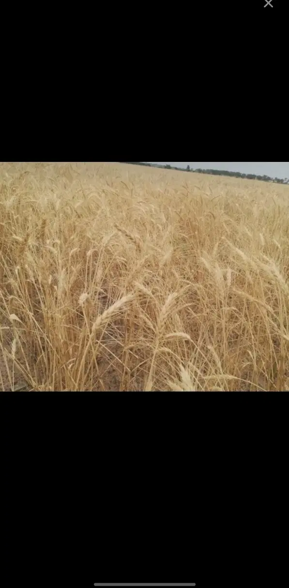 اجاره زمین کشاورزی دیم