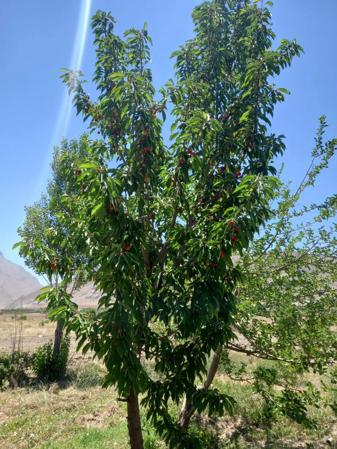 باغ درختی