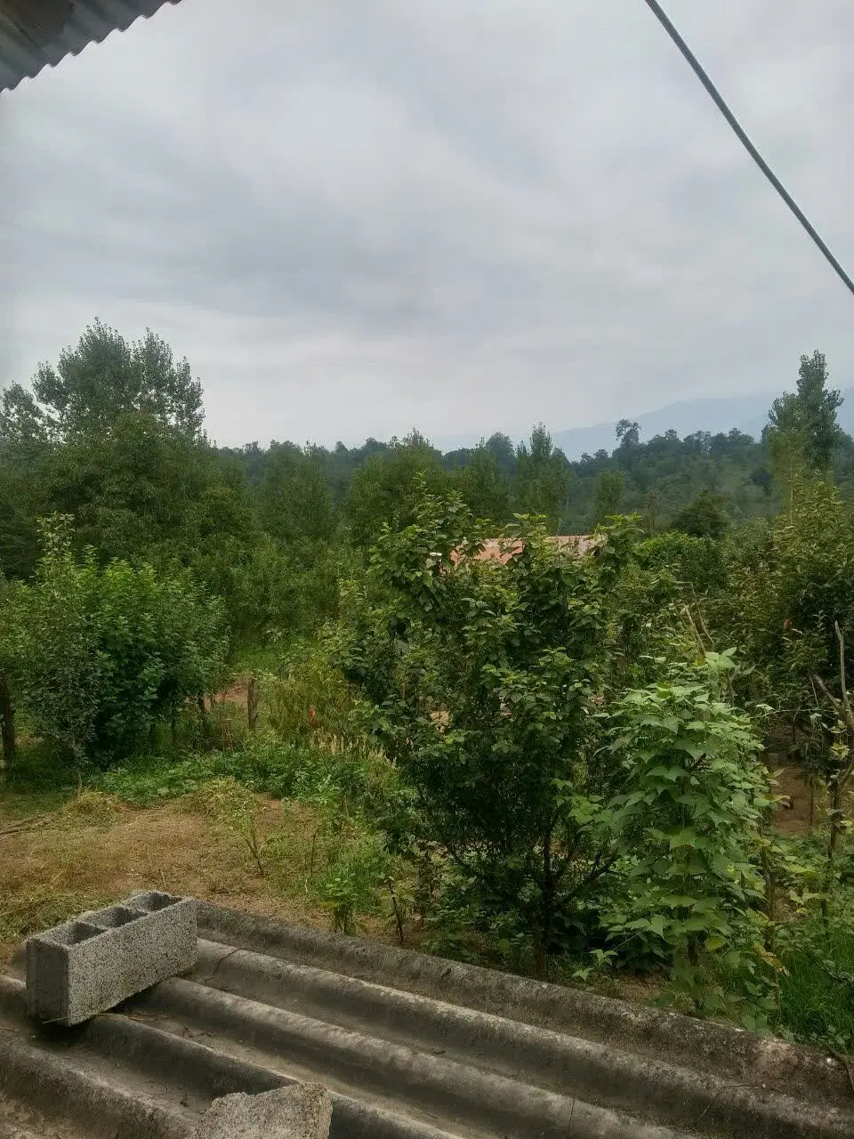 دلجنگل300م زمین باغی120م قابل ساخت اقساطی بخرباسند