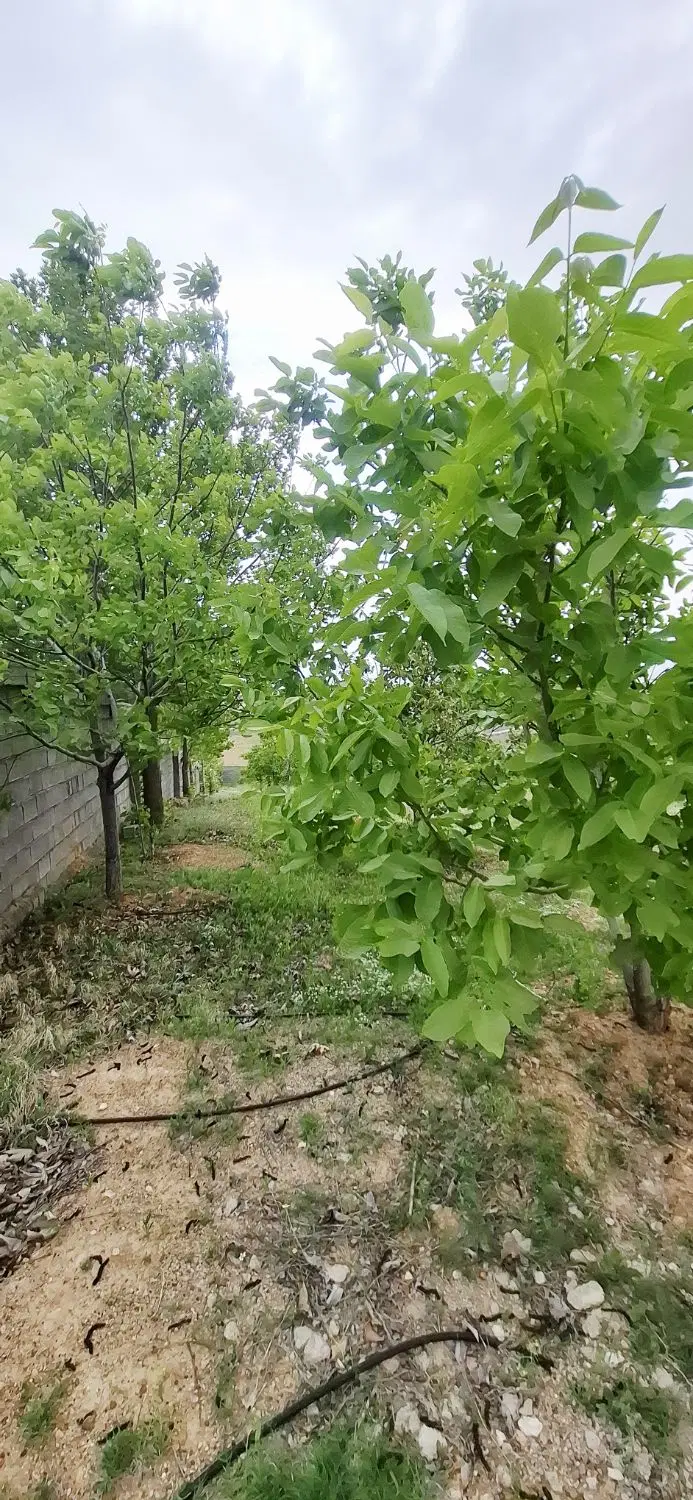 باغ در خانزنیان