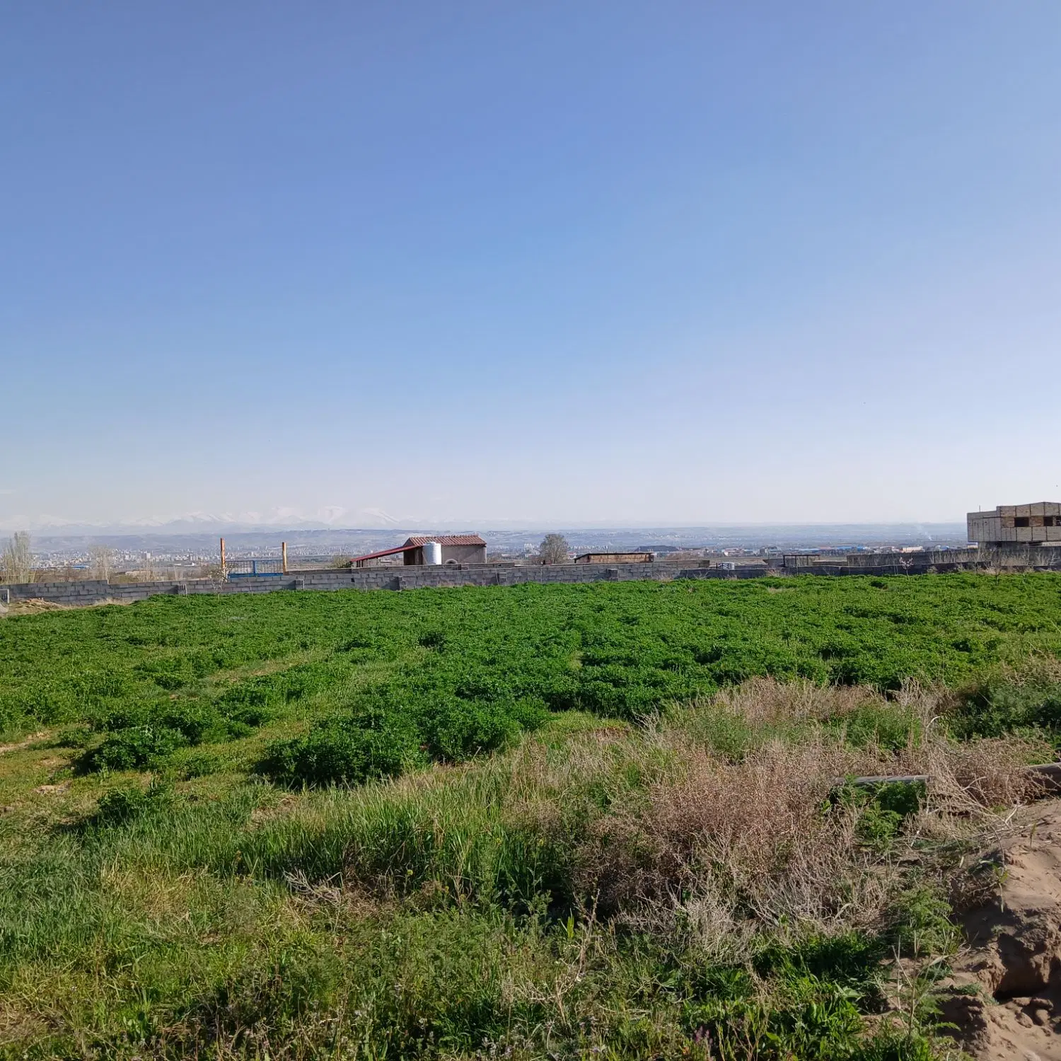 زمین باغی در اوغلی