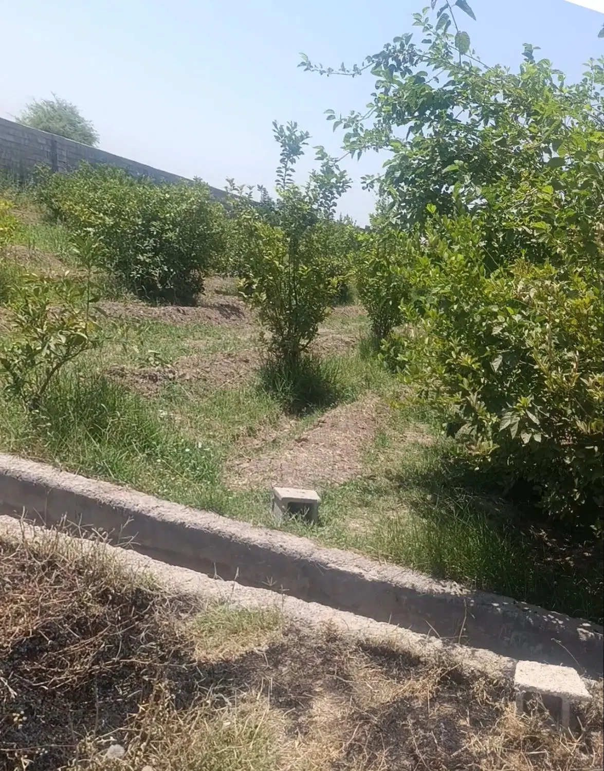 فروش زمین برقدار 500متری کوچه دلربا