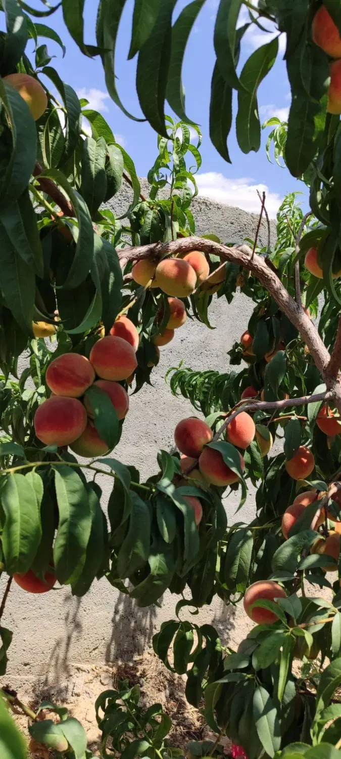 باغ ویلا معاوضه با خونه فوری