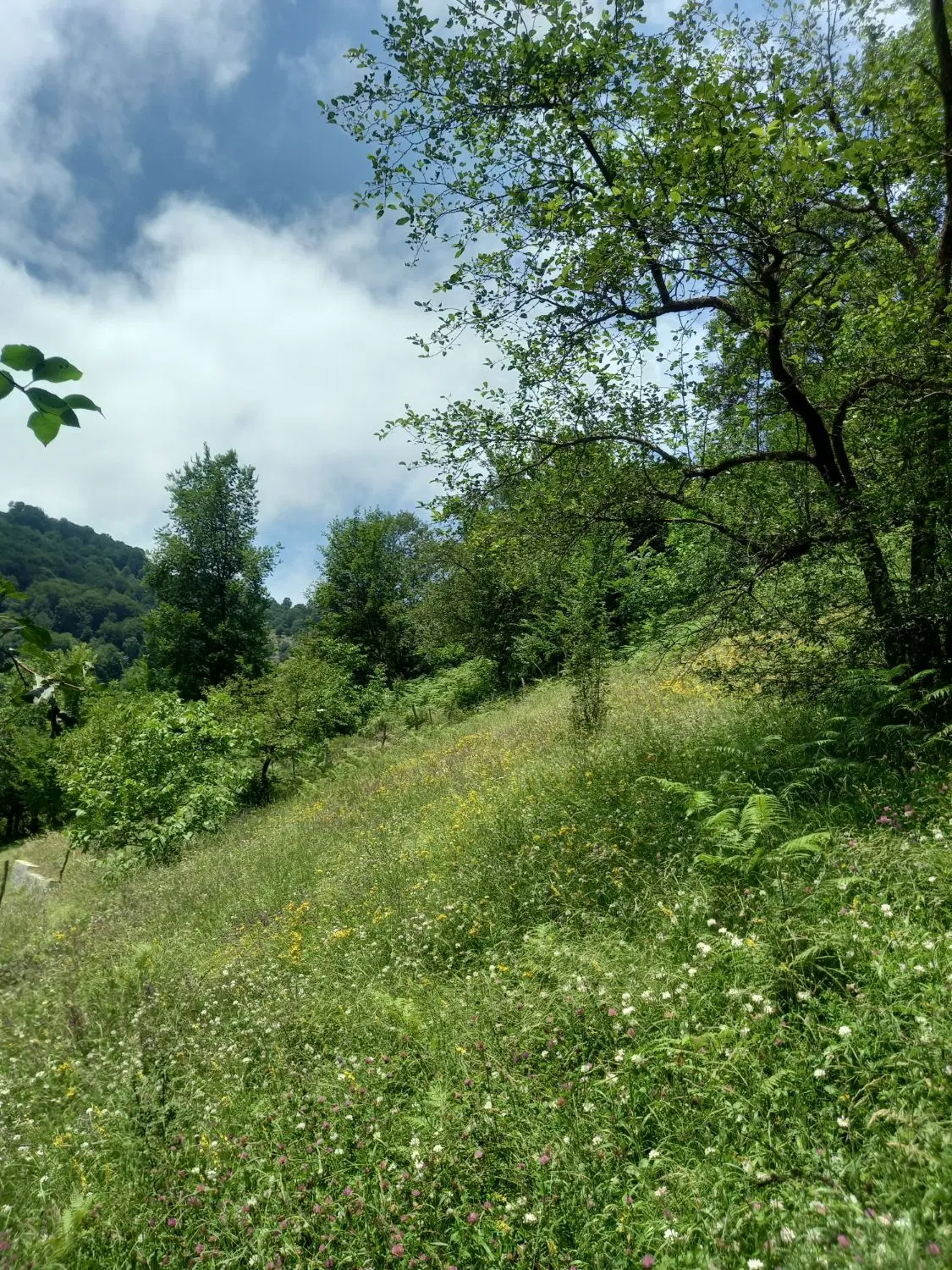زمین ییلاقی روستای چارنخوار. ییلاقات رضوانشهر