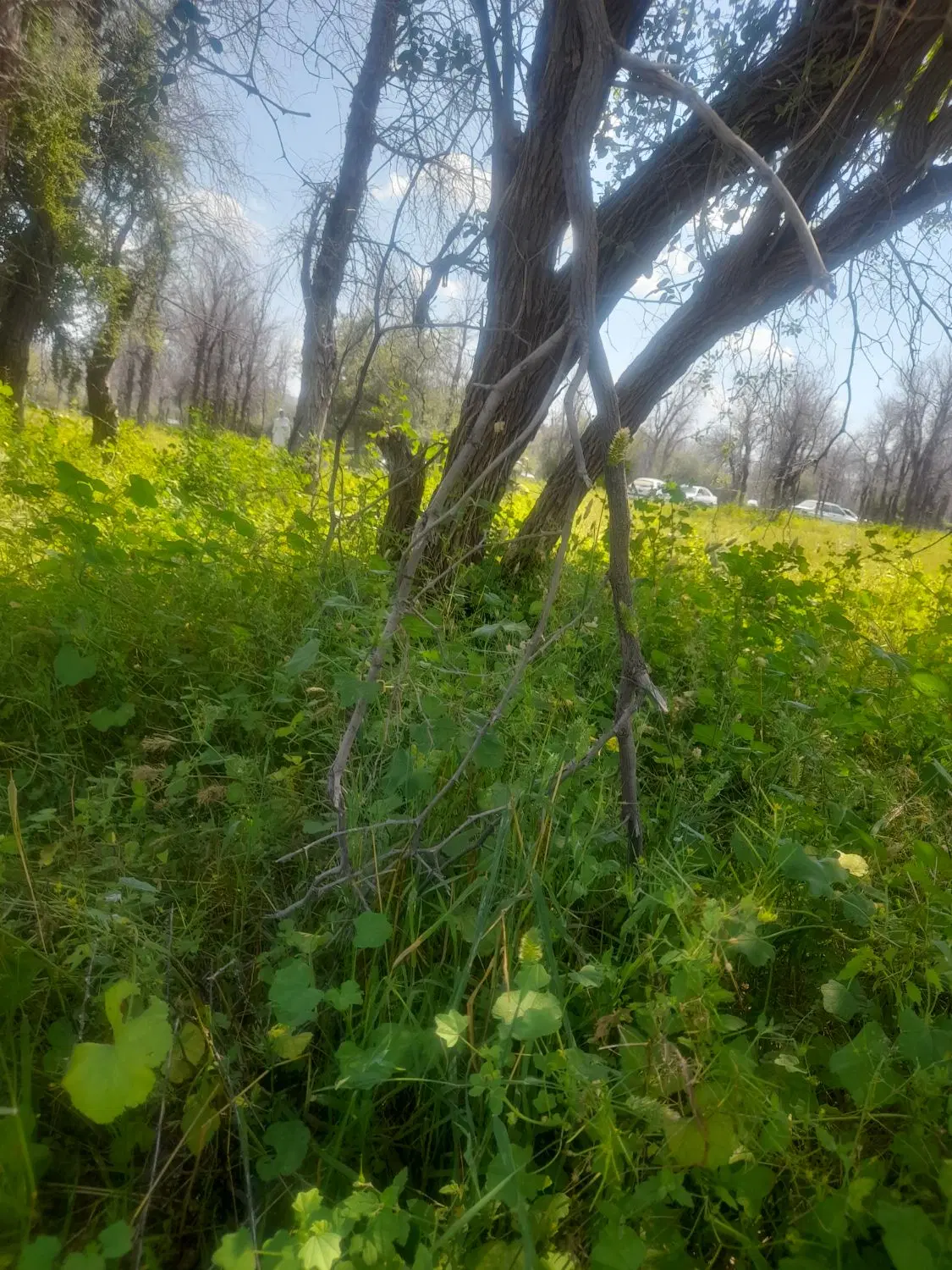 زمین کشاورزی اجاره و فروش