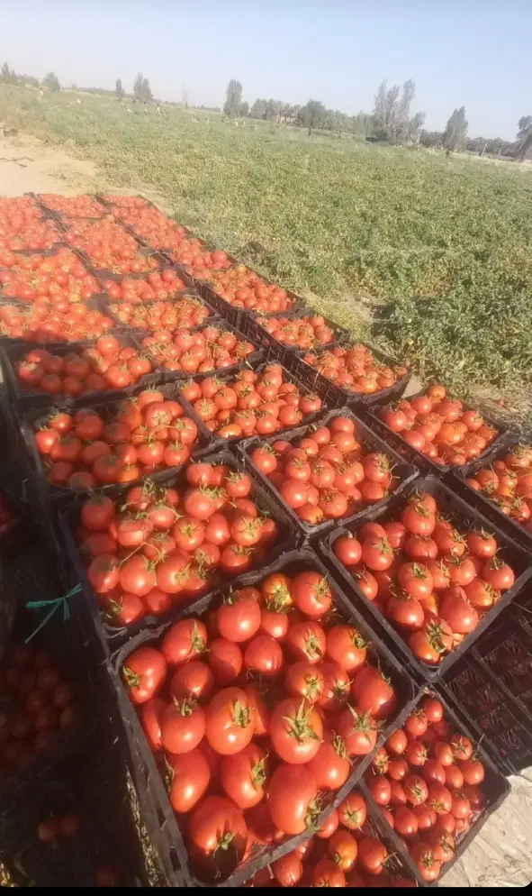 اجاره ۱۱هکتارزمین کشاورزی رودبارجنوب (سردی)