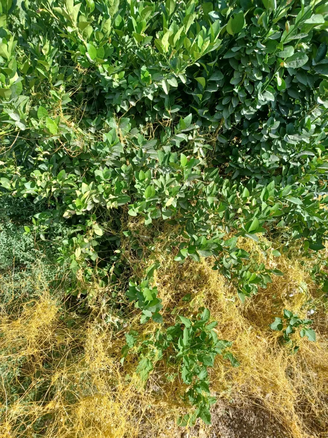 زمین مسکونی دوبر کوچه درب از حیاط