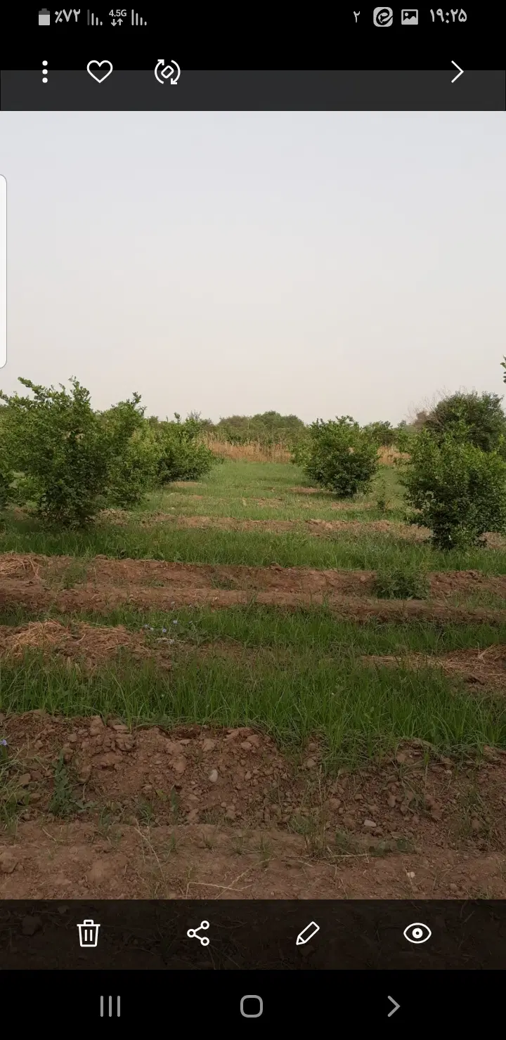 فروش باغچه
