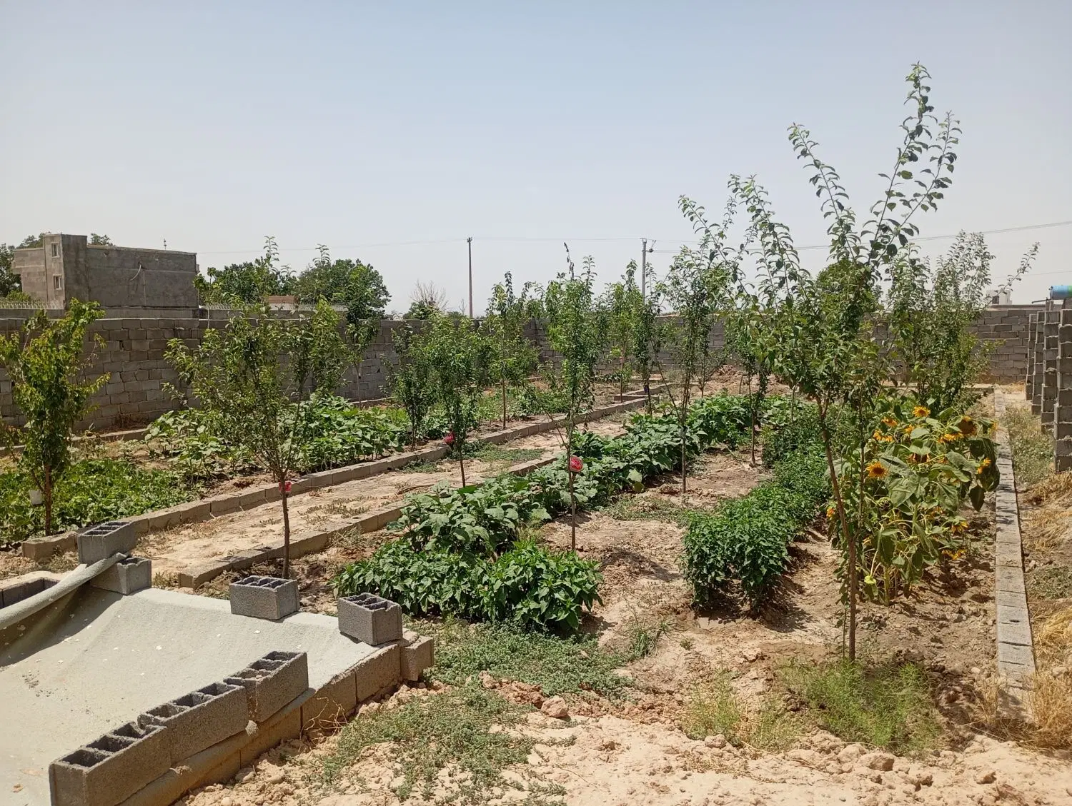 باغچه 500متری بهشت رضوان گنبدواز