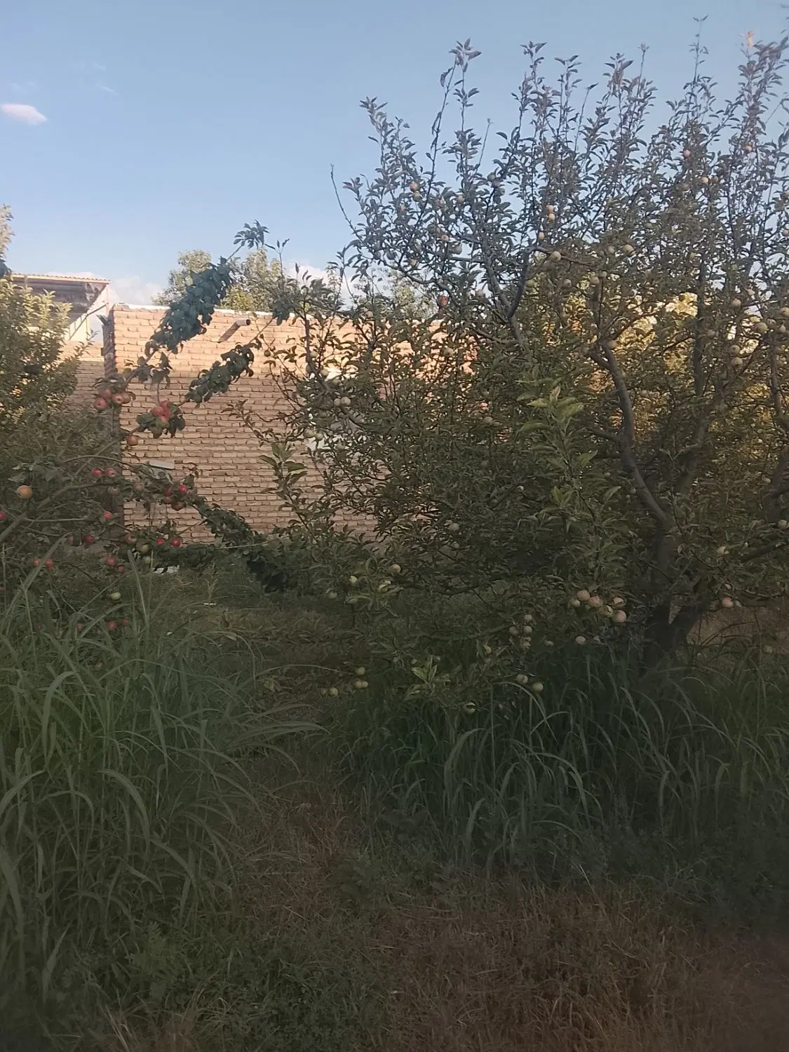 یک قطعه باغ بر کمربندی اهر مشگین سمت چپ کمربندی