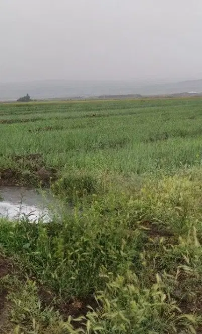 زمین حسین اباد شاللو