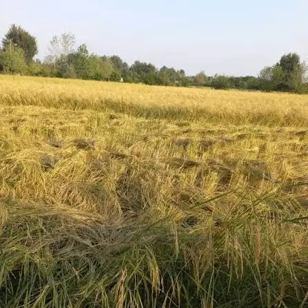 زمین زراعی_550 متر_جاده سراب نیلوفر