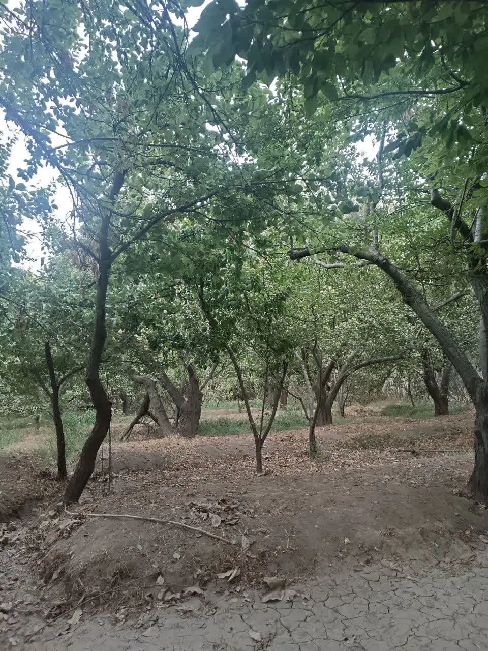 فروش باغچه