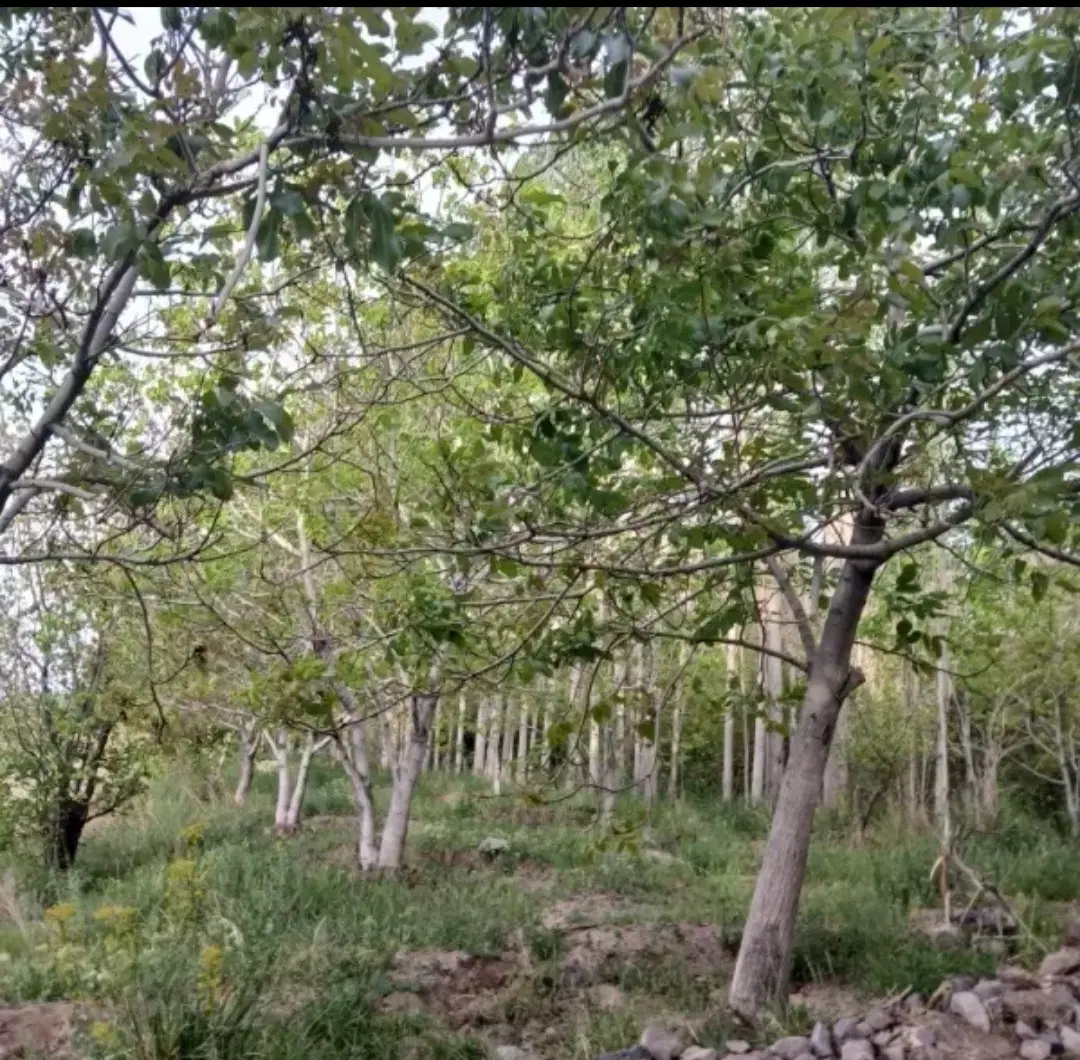 باغ آبشارراین