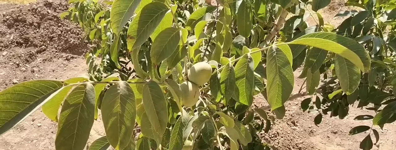 باغ دوهکتاری