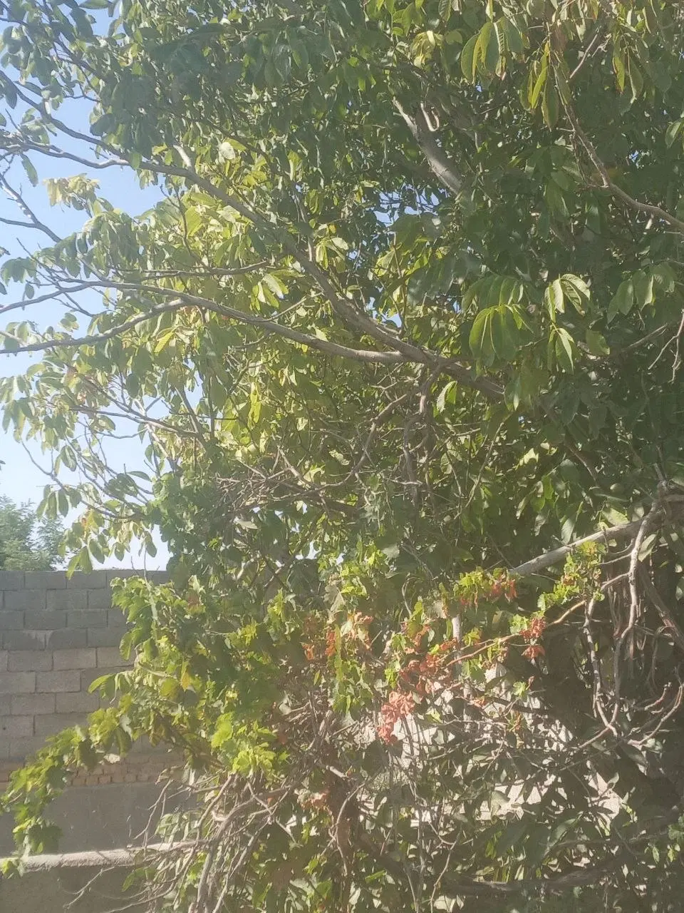 باغچه