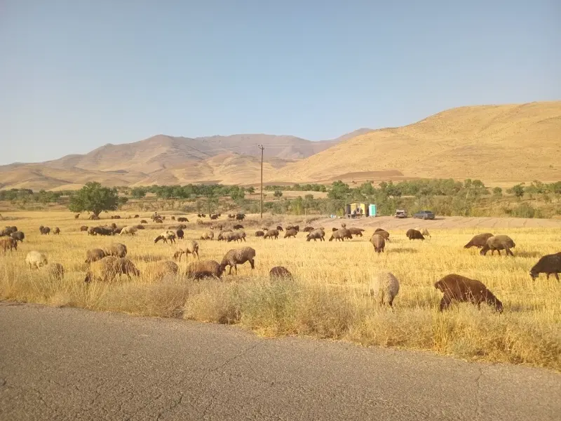 ۳ پلاک ۴۰۰ متری در  چوبک زیبا (مناسب کلبه و کانکس)