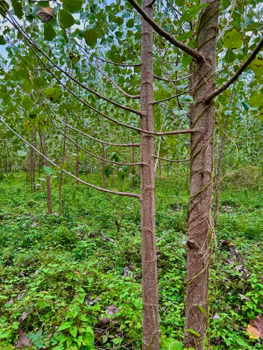 زمین باغی
