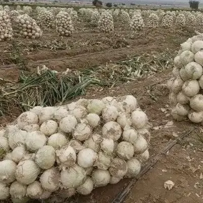 اجاره زمین