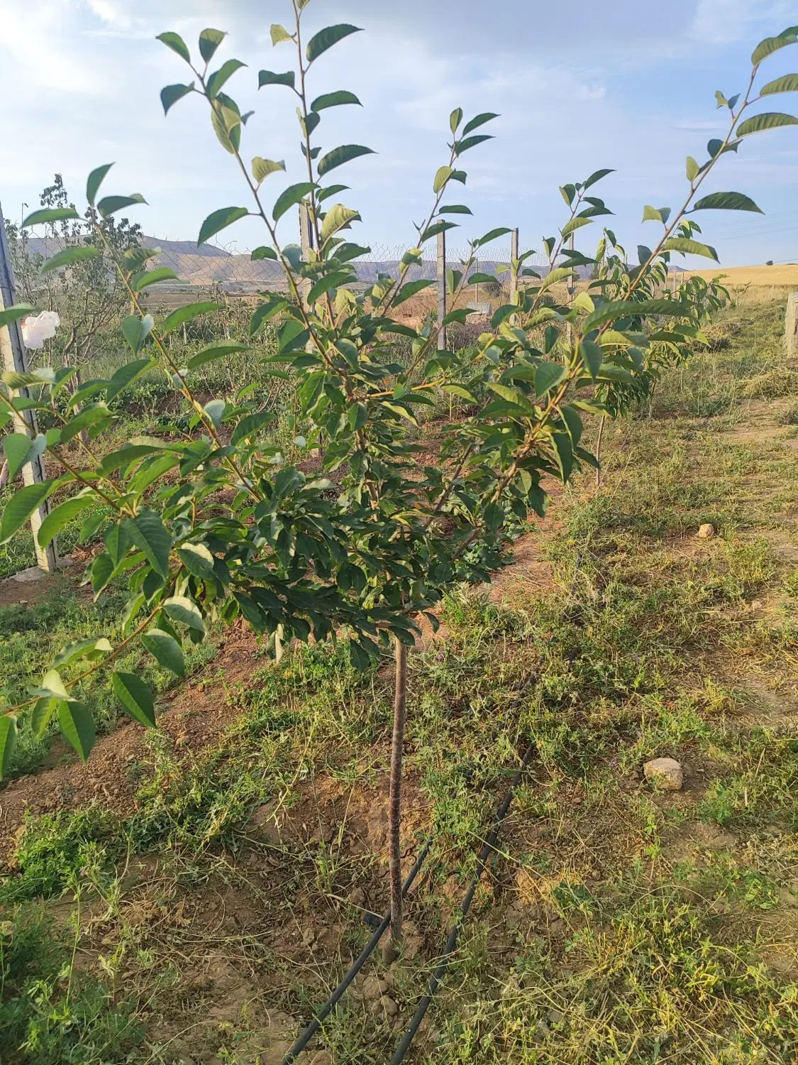 فروش زمین باغی