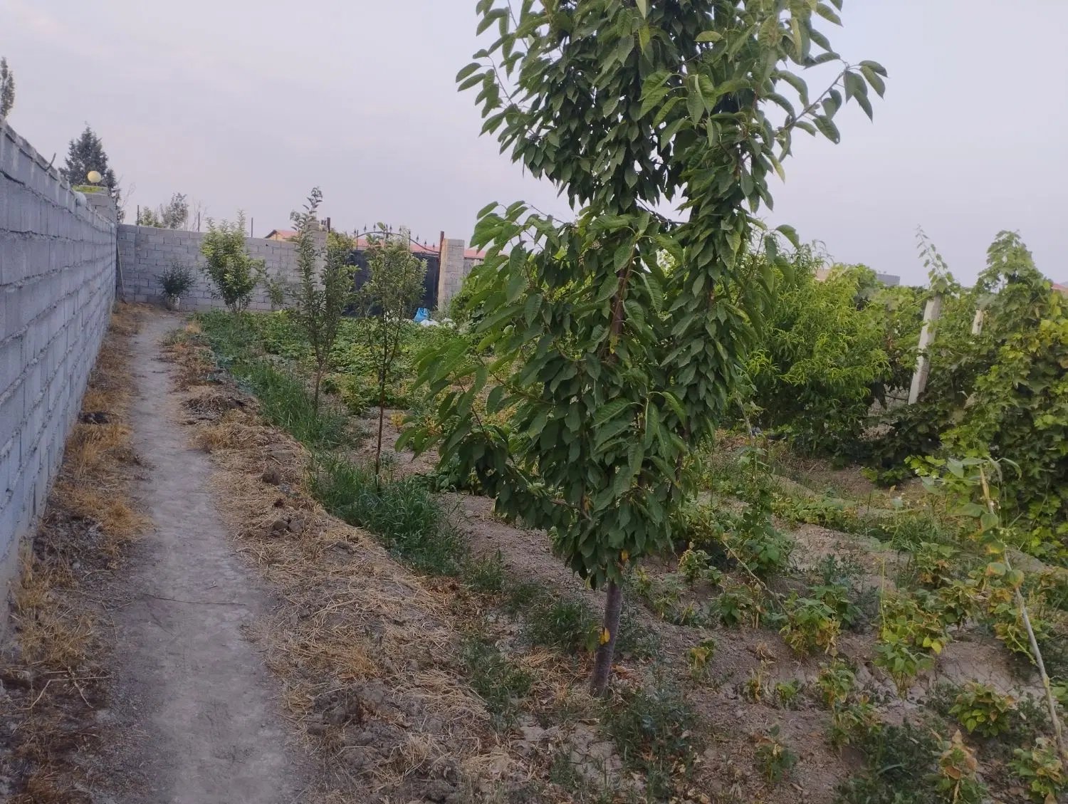 باغ 4500 متری شهید کلانتری