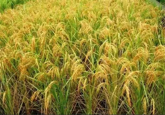شالیزا. باغات مزرعه فقط شاندرمن