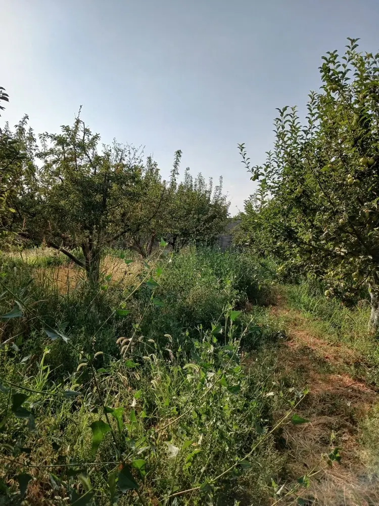 باغچه سند دار