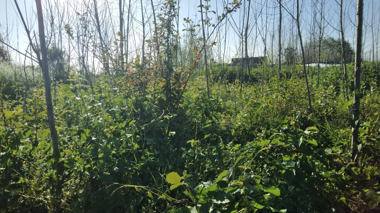 زمینی به مساحت ۴۳۰ متر با کاربری مسکونی در جای دنج
