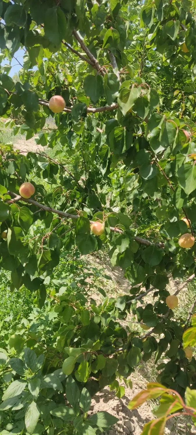 قطعه باغ ویلایی سعید آباد