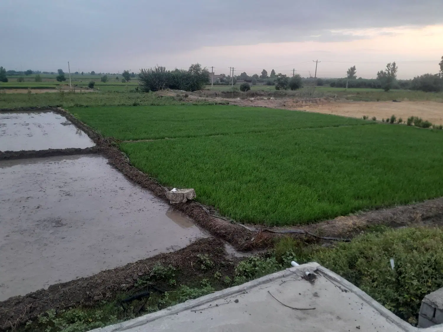 اجاره یک هکتار زمین کشاورزی دوساله