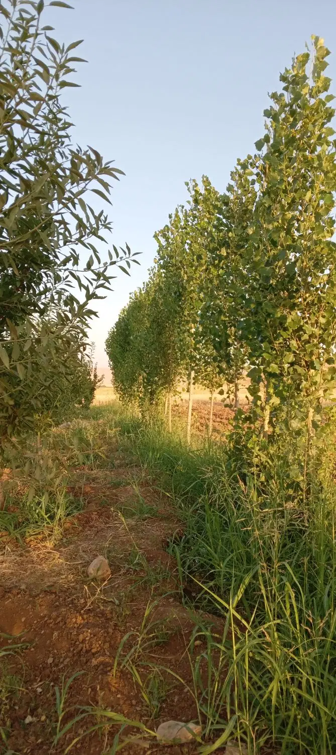 باغ سراب نیلوفر