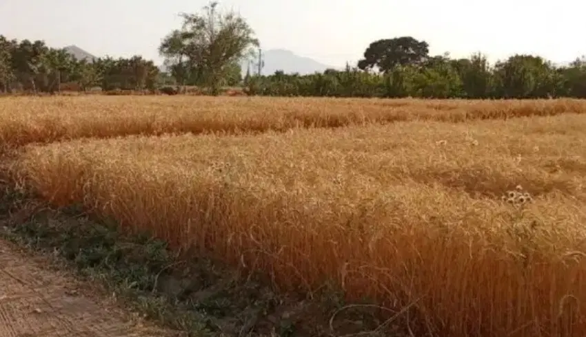 زمین کشاورزی