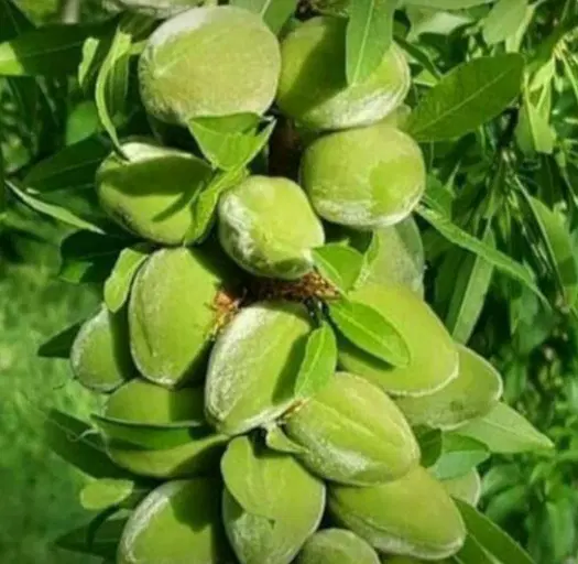 زمین کشاورزی