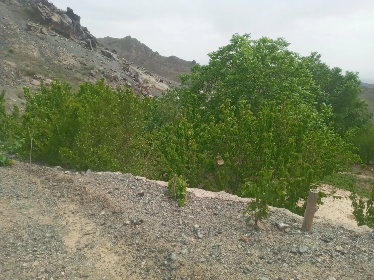فروش ملک معاوضه هم میکنم روستای قز