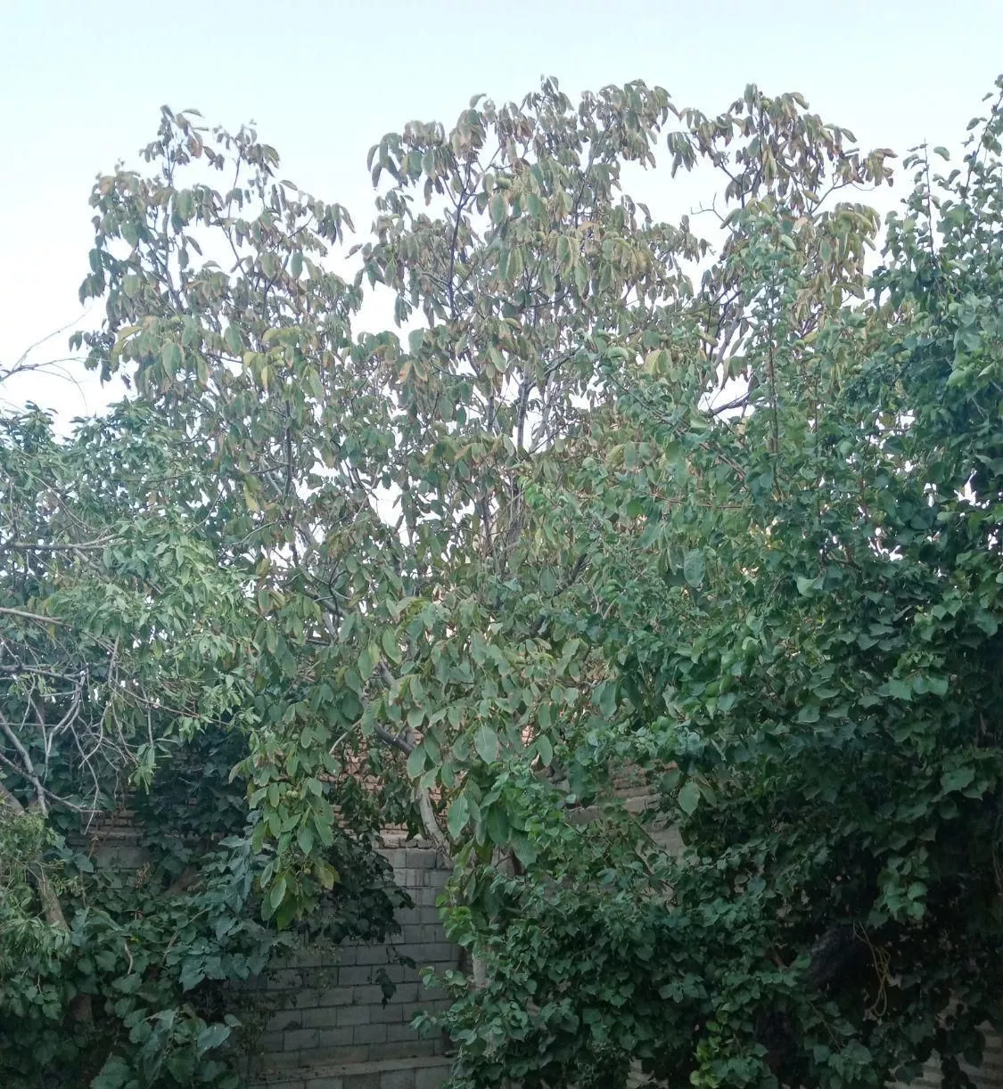 فروش خانه ویلایی ۲۵۴ متری ۲ خوابه