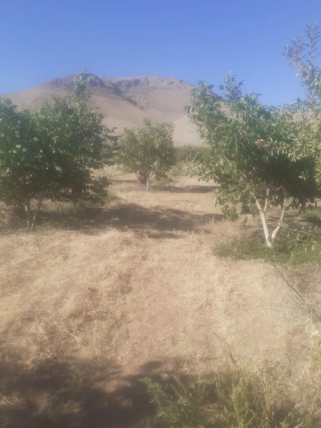 باغ گردو۳هزارمتری