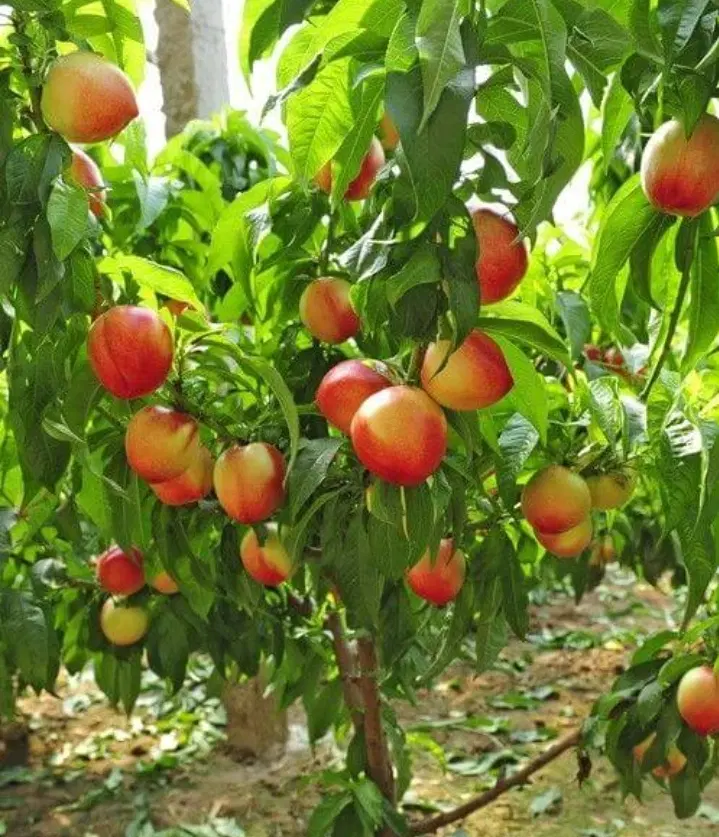 فروش باغ هلو