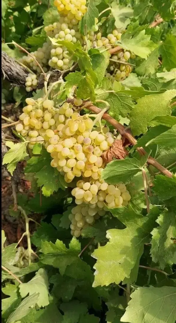 فروش باغ انگور