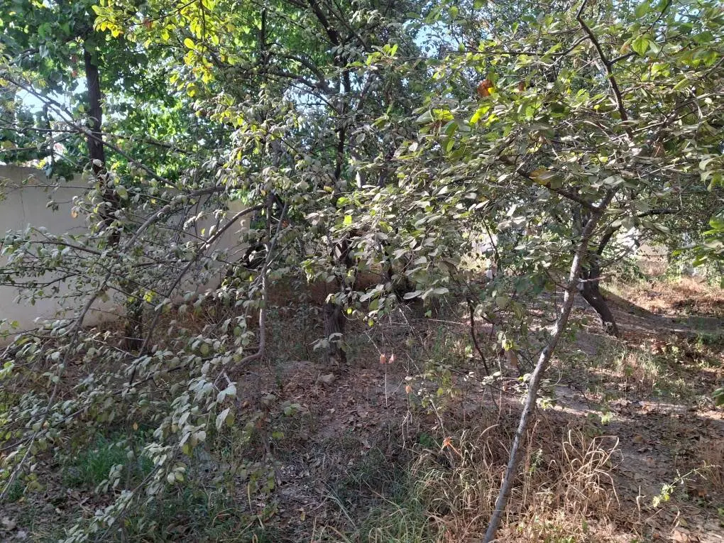 باغچه شهریار بکه
